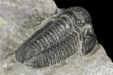 Detailed Gerastos Trilobite Fossil - Morocco #126210-3